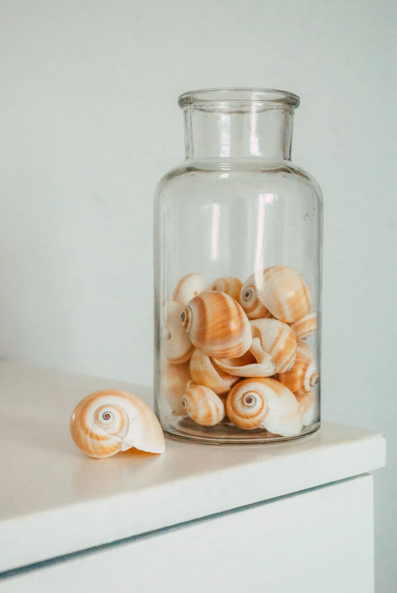 Muscheln in einem Glas auf einem weißen Regal